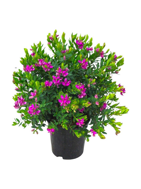 Polygala Myrtifolia Polygala Myrtifolia