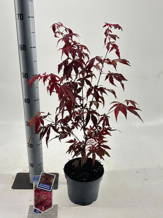 Άτσερ Acer Palmatum Atropurpureum Red
