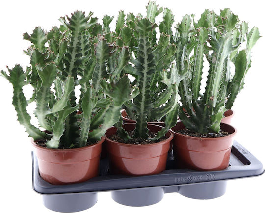 Euphorbia Lactea Cristata Euphorbia Lactea Cristata