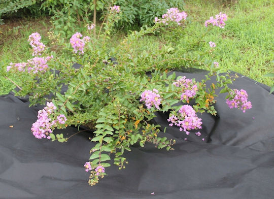 Agrotextile Foil Mulching Weed Control Uv Filter 30 X 1 Meter 50g/m2 Black