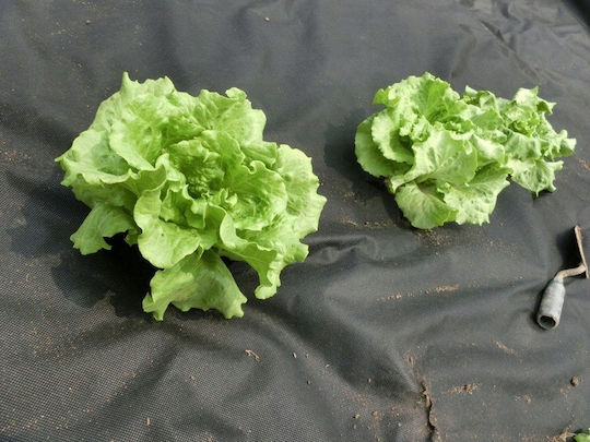Agrotextile Film Mulching Weed Control Uv Filter 10 X 1 Meter 50g/m2 Black