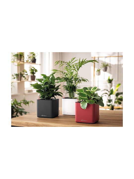 Lechuza Cube Premium Selbstbewässernder Blumentopf Scarlet Rot 14x14x14cm