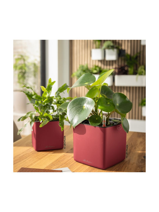 Lechuza Cube Premium Selbstbewässernder Blumentopf Scarlet Rot 14x14x14cm