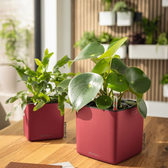 Lechuza Cube Premium Selbstbewässernder Blumentopf Scarlet Rot 14x14x14cm