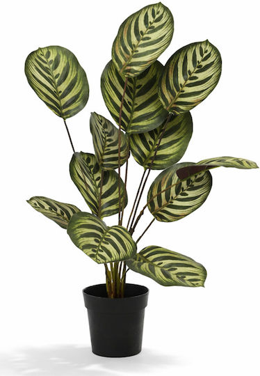 Calathea Potted Plant 55cm 30x30x55cm Monochrome Kaeming Calathea Potted Plant 55cm 30x30x55cm Monochrome Kaeming
