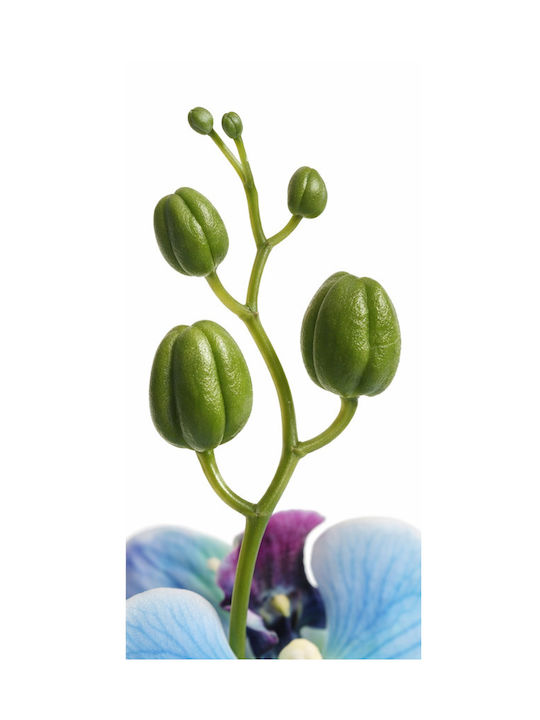 Orchid Phalaenopsis Light Blue Stem 0x0x97cm Monochrome Evergreens