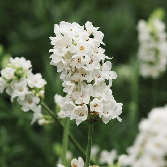 Fragrance Oil White Lavender 10ml
