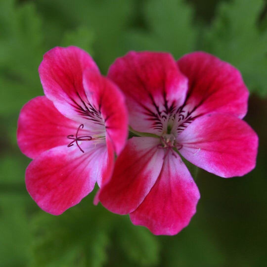 Fragrance Oil Geranium 10ml