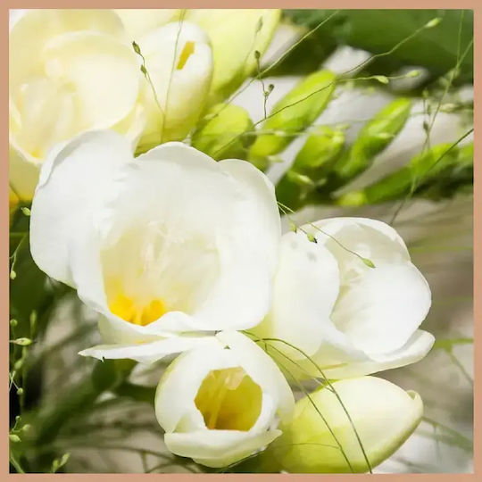 Fragrance Oil Fresia 10ml