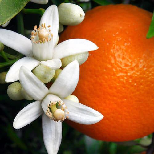 Fragrance Oil Orange Blossom 10ml
