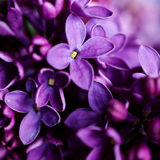 Fragrance Oil Devon Violet 10ml