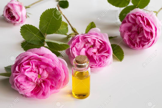 Essential Oil Rose Dilute 10ml