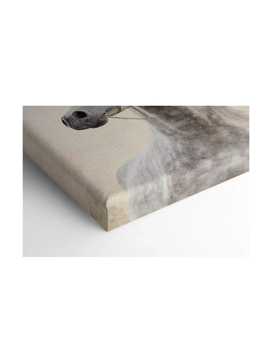 Canvas Painting White Horse Knv322 45cm X 65cm