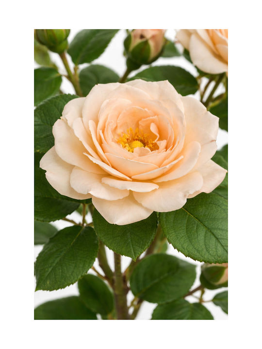 Κλαδι Τριανταφυλλιας Salmon Ivory Λουλουδια 0x0x103cm Μονόχρωμο Evergreens