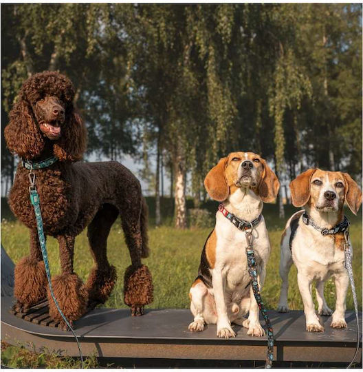 Max & Molly Каишка/Водач За Куче Каишка В Зелен Цвят