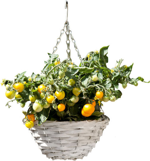 Kit Καλλιέργειας Κρεμαστής Ντοματιάς “cherry Tomato Yellow”