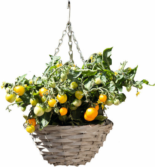 Kit Καλλιέργειας Κρεμαστής Ντοματιάς “cherry Tomato Yellow”