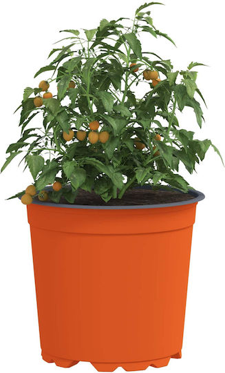vidaXL Keramik Blumentopf Orange 15x15x12,5cm