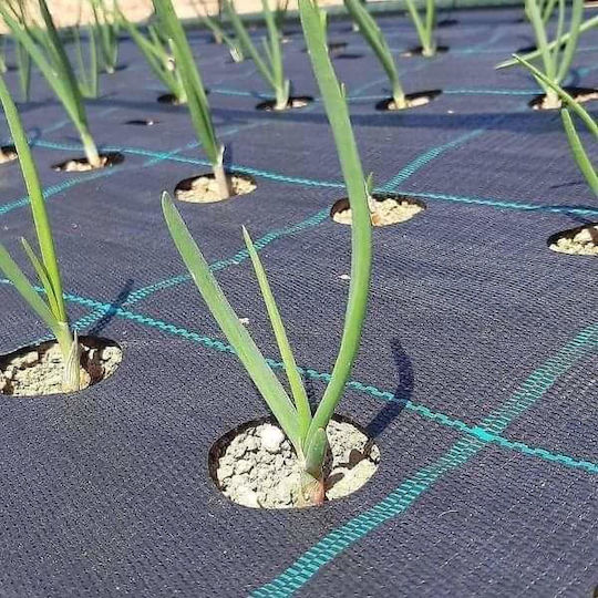 Ground Cover Fabric Prokrob Onion Dry & Garlic 1x2.5m 150 Positions 99002
