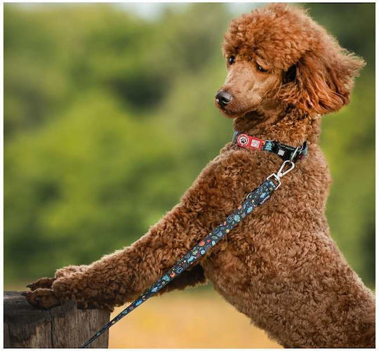 Max & Molly Dog Leash/Lead Strap in Black Colour