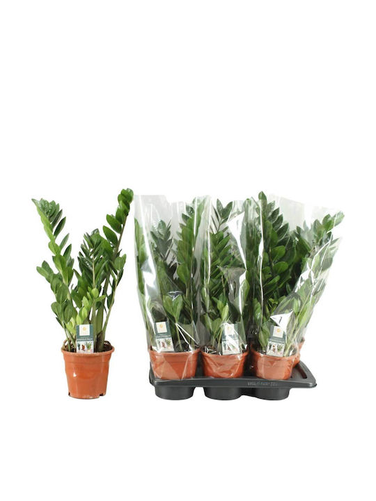 Zamioculcas Zamiifolia 17cm