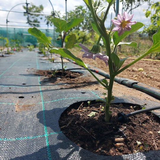 Υφασμα Εδαφοκαλυψης Prokrob Οπες Ανα 33 3 Σειρες 1x2.5m 21 Θεσεις 99016