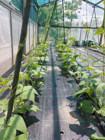 Υφασμα Εδαφοκαλυψης Prokrob Οπες Ανα 33 3 Σειρες 1x2.5m 21 Θεσεις 99016