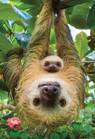 Παιδικό Puzzle Save the Planet - Sloth 250pcs Eurographics