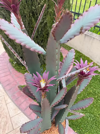 Τεχνητός Κάκτος Παγώνι Epiphyllum 140cm Μοντέρνα Γλάστρα Eva