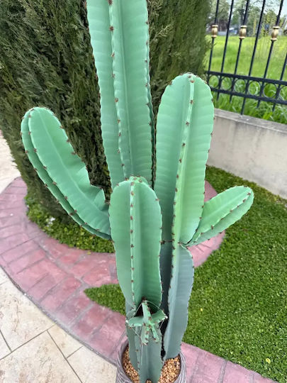 Artificial Cactus 132cm Modern Eva Pot