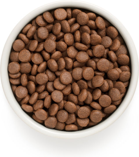 Grandorf Fresh 10kg Ξηρά Τροφή Σκύλων χωρίς Σιτηρά με Αρνί και Κρέας