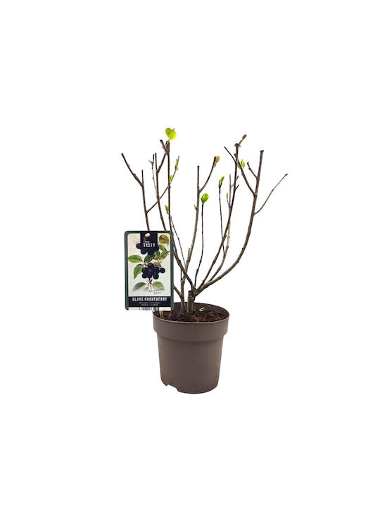 Αρώνια Viking Aronia Prunifolia – Φυτό