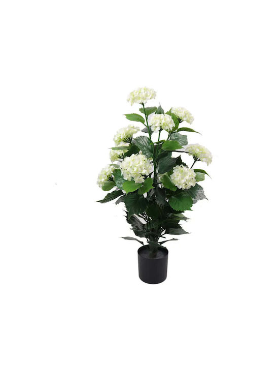 Plantă Decorativă În Ghiveci Hortensia Rossima