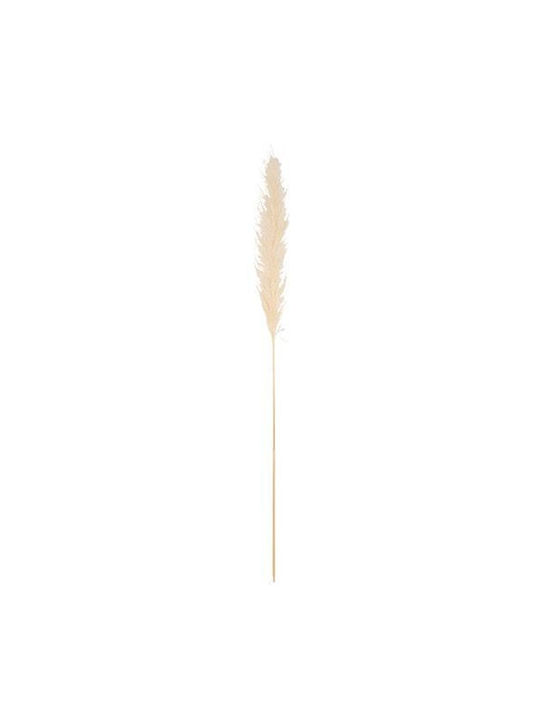 Αποξηραμένο Φυτό Pampas grass Εκρού Beauty Home