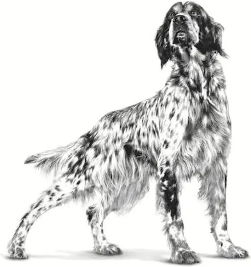 Royal Canin Veterinary Hepatic 7kg Dry Food for Adult Dogs with Rice