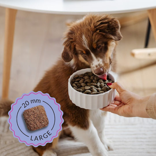 Forza10 10kg Dry Food for Puppies of Medium & Large Breeds
