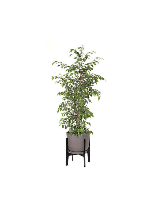 Plastecnic Plastik Blumentopf 30x30cm