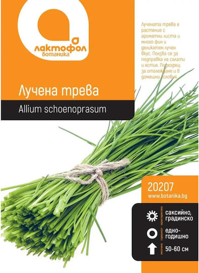 Onion Grass Seeds Botanik