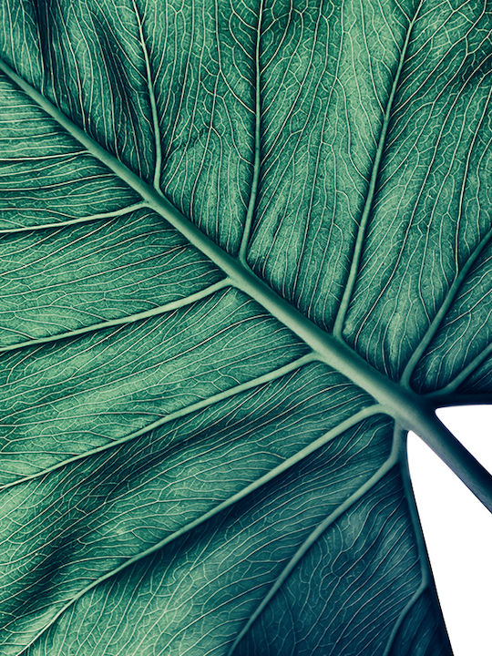 Poster Tropical Palm Leaf Pst25157 21cm X 30cm Λευκό Κάδρο Pvc