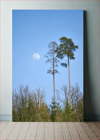 Tall Trees Under Moonlight Ψηλά Δέντρα Κάτω Από Το Φως Του Φεγγαριού 1 σε Καμβά