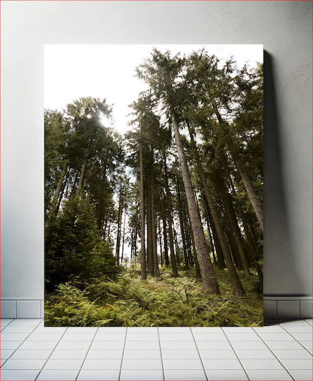 Forest Trees Under The Sunlight Δασικά Δέντρα Κάτω Από Το Φως Του Ήλιου σε Καμβά