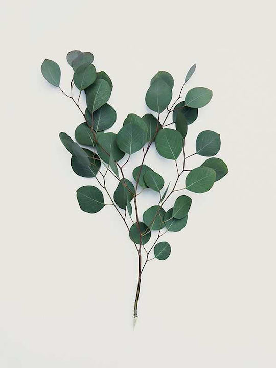 Poster Eucalyptus Pst25204 50cm X 70cm Frame Dark Natural Wooden Brown