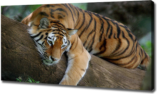 Wandbild Segeltuch Fertig Montage Tiger Über Baum 120x60 cm