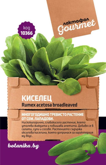 OEM Schnittlauch Allium Schoenoprasum