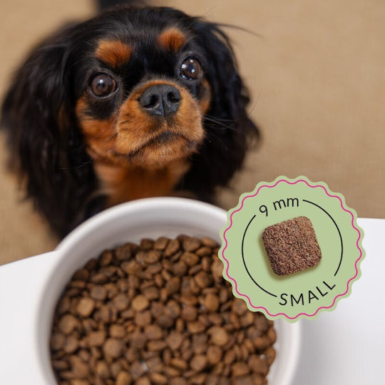 Dog Food 2.5kg Dry Dog Food Grain-Free for Adult Small Breed Dogs with Beef
