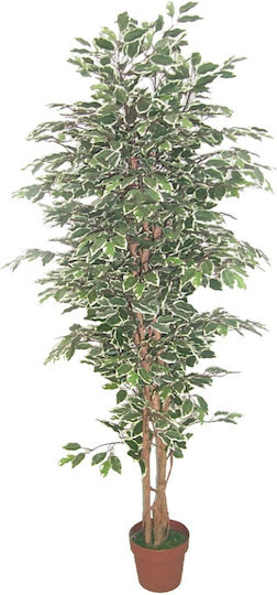 Ficus Lyrata Copac În Aer Liber InTheBox