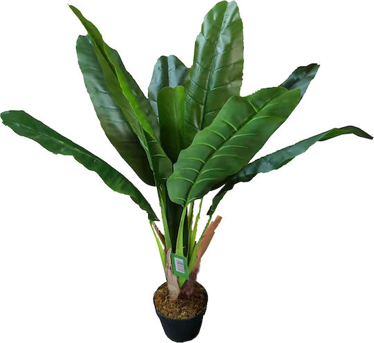 Banana Plant in Pot Supergreens