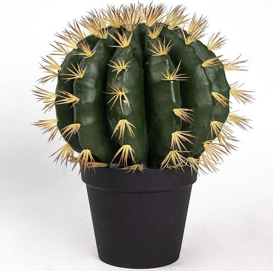 Cactus in Pot Supergreens
