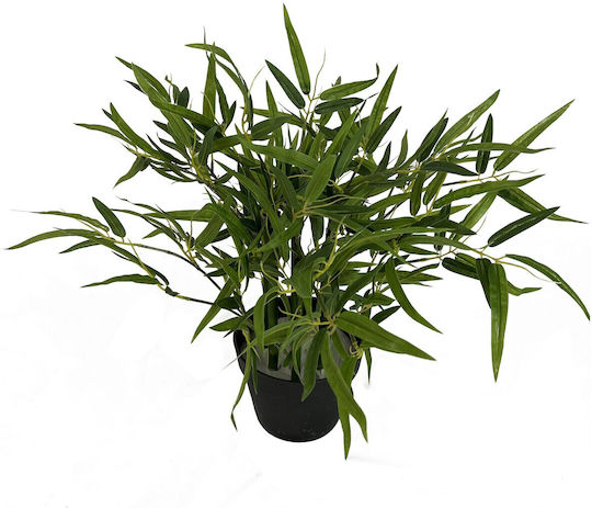 Bamboo in Pot Supergreens Bamboo in Pot Supergreens