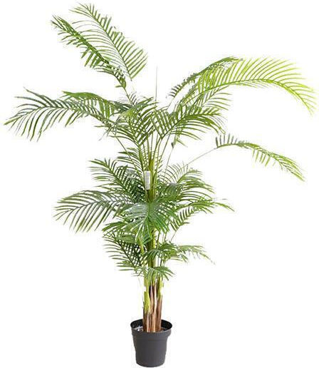 Outdoor Palm Tree Newplan
